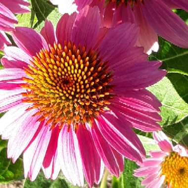 Echinacea purpurea 'Pas702917' (PowWow Series) syn. Echinacea 'PowWow Wild Berry'