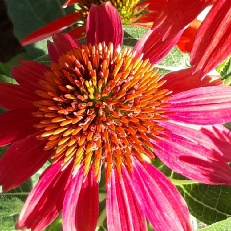 Plant image Echinacea 'Hilmoosati' (Mooodz Series) syn. Echinacea 'Mooodz Satisfy'