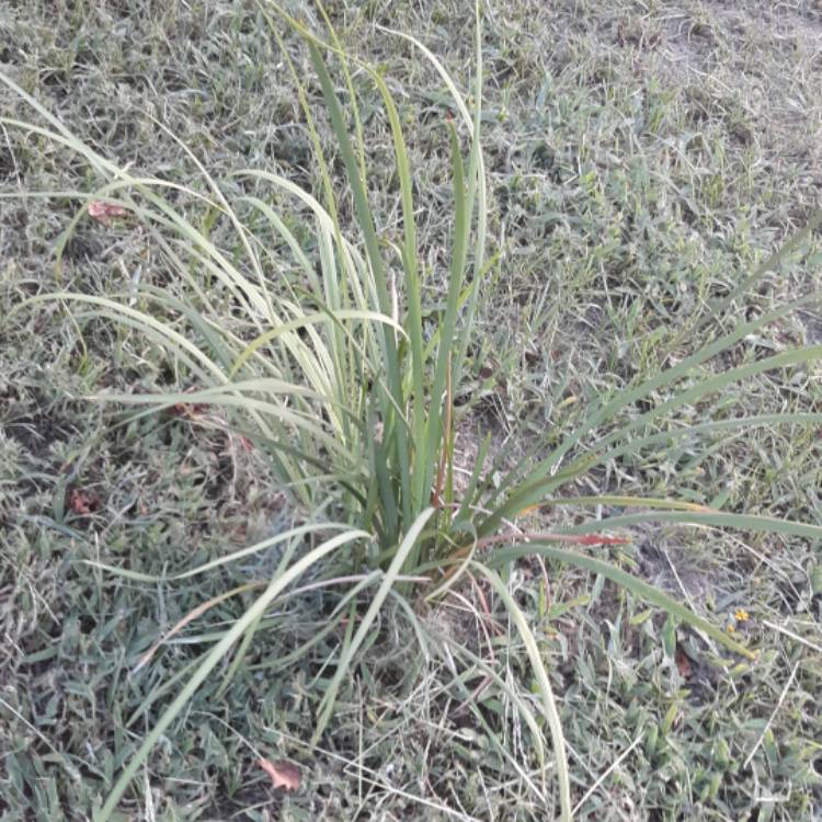 Plant image Dietes iridioides syn. Moraea iridioides, Moraea vegeta, Dietes vegeta