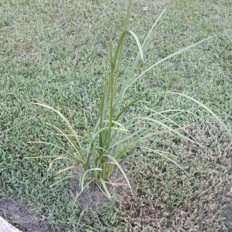 Plant image Dietes iridioides syn. Moraea iridioides, Moraea vegeta, Dietes vegeta