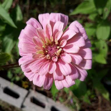 Zinnia elegans 'Pinca'