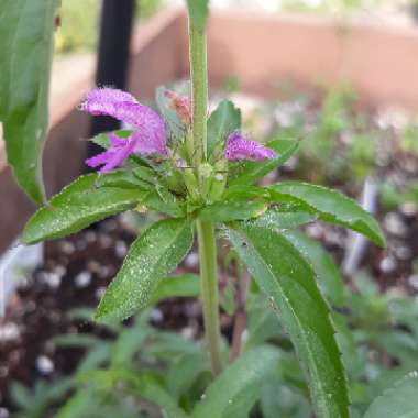 Monarda citriodora