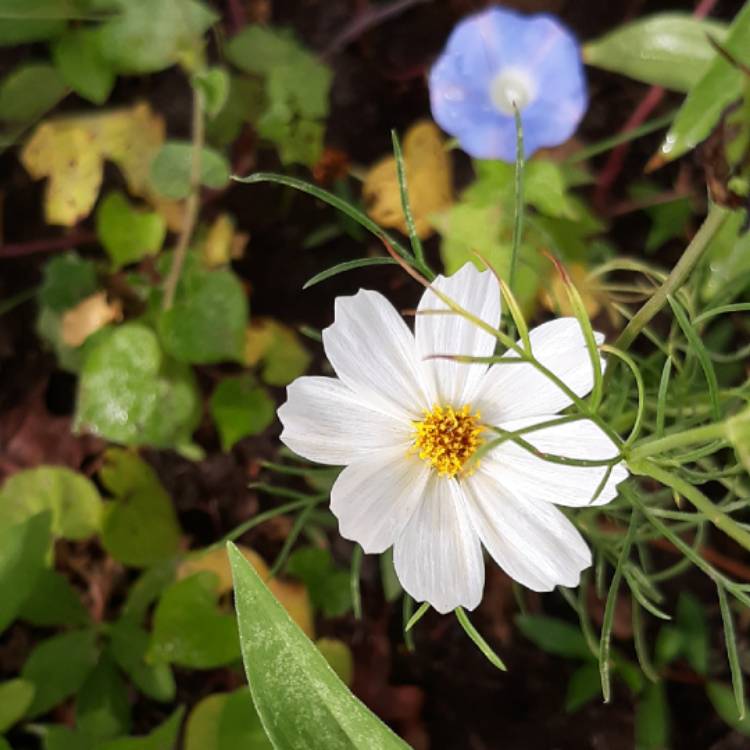 Plant image Cosmos Bipinnatus 'Purity'