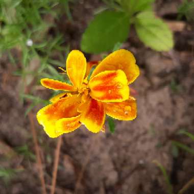 Tagetes patula hybrids