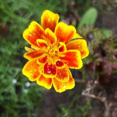 Tagetes patula hybrids