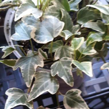 Hedera helix 'Aloma Ivy'