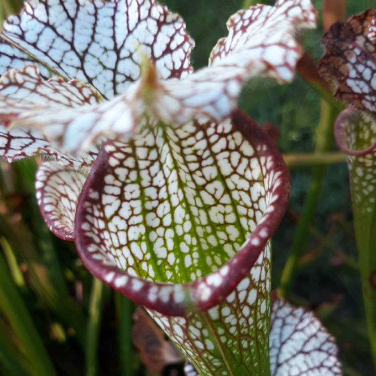 Plant image Sarracenia Leucophylla