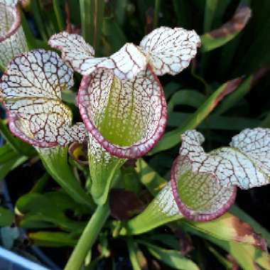 Sarracenia leucophylla 'Tarnok'