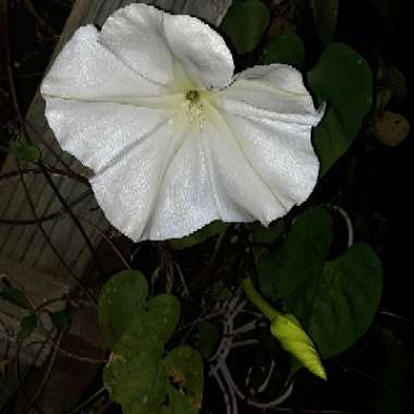 Ipomoea Alba