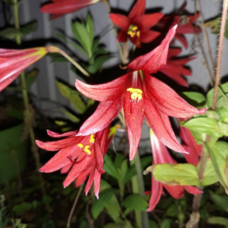 Plant image Rhodophiala bifida