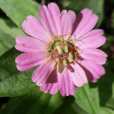 Zinnia elegans 'Pinca'