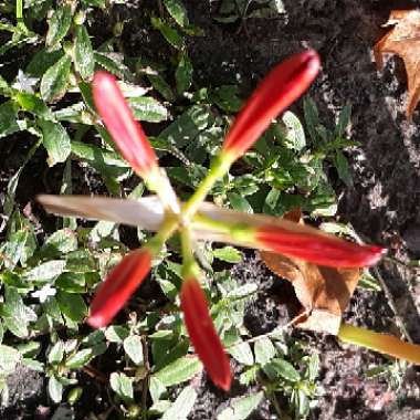 Lycoris radiata