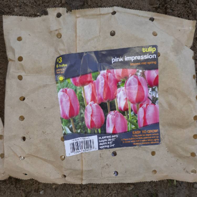 Plant image Tulipa 'Pink Impression'