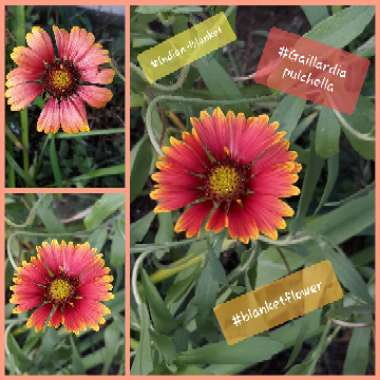 Gaillardia