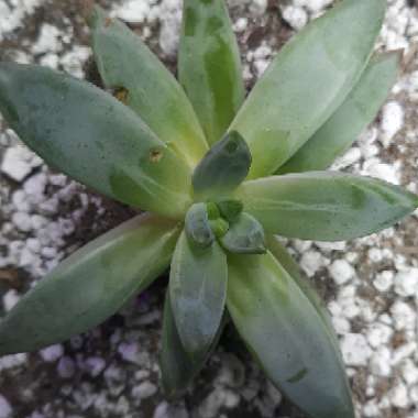 x Pachyveria glauca 'Little Jewel'