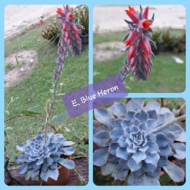 Echeveria Blue Heron