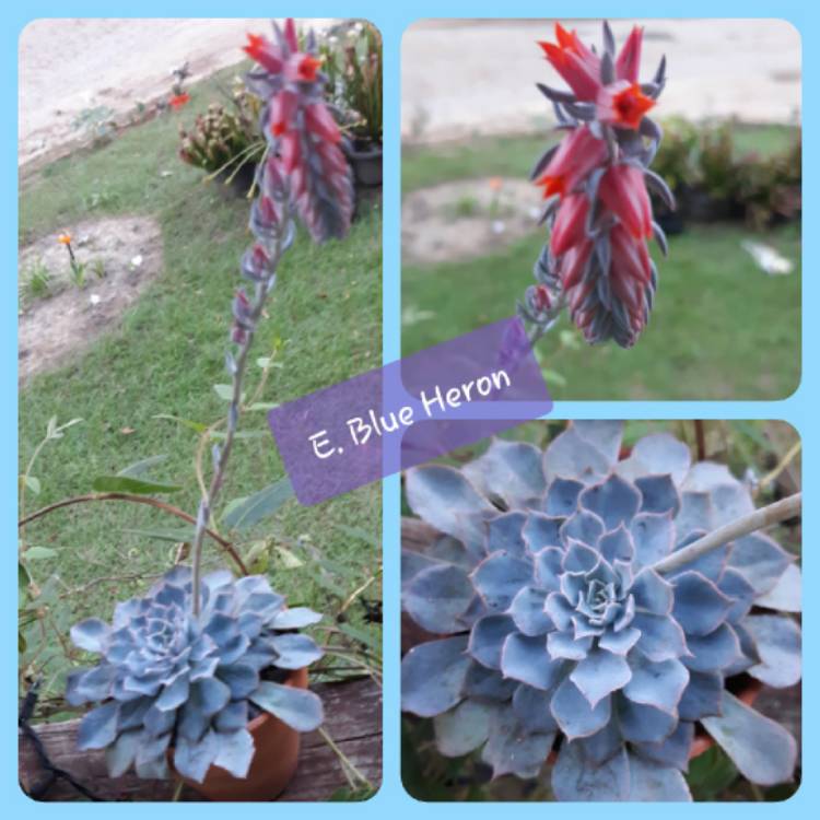 Plant image Echeveria Blue Heron