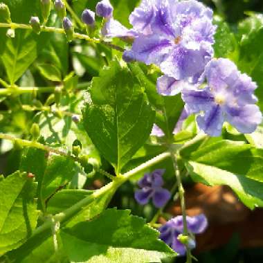 Duranta erecta 'Sapphire Showers'