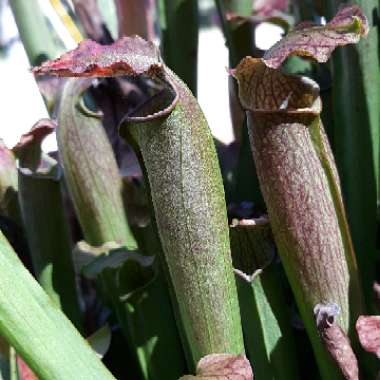 Sarracenia readii x 'Purple Helmet'