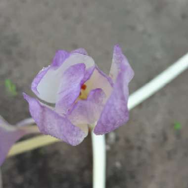 Colchicum 'Lilac Wonder'