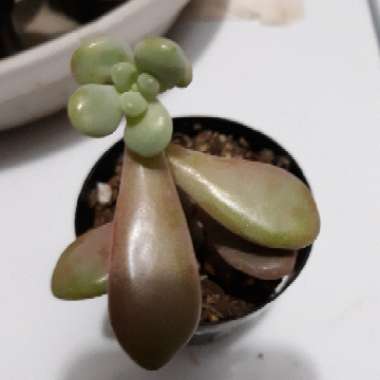 Graptopetalum Amethystinum