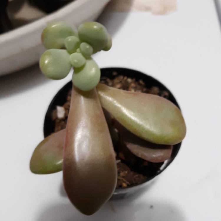 Plant image Graptopetalum Amethystinum