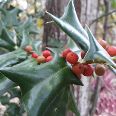 Ilex cornuta