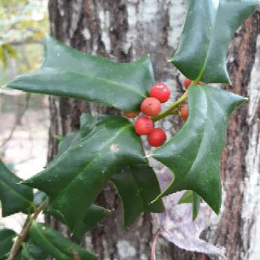 Ilex cornuta