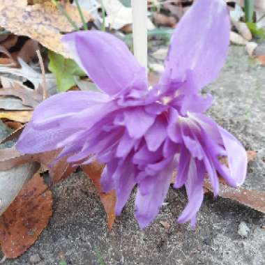 Colchicum 'Waterlily'