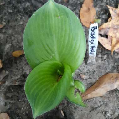 Hosta 'Paradigm'