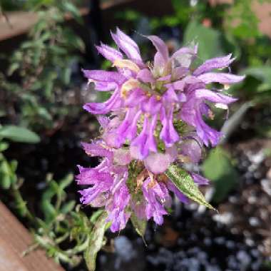 Monarda citriodora