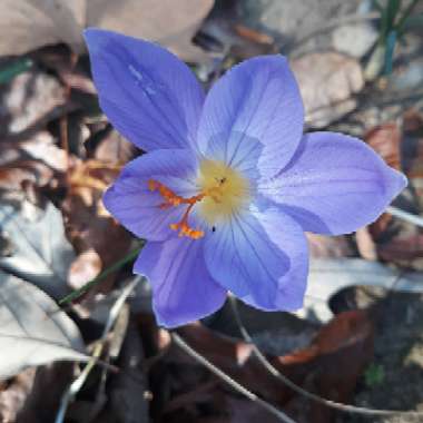 Colchicum autumnale