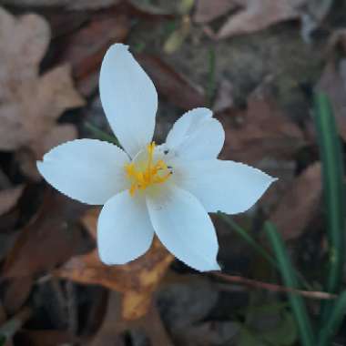 Crocus speciosus 'Albus'