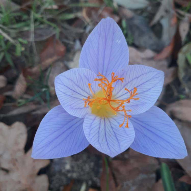 Plant image Colchicum autumnale