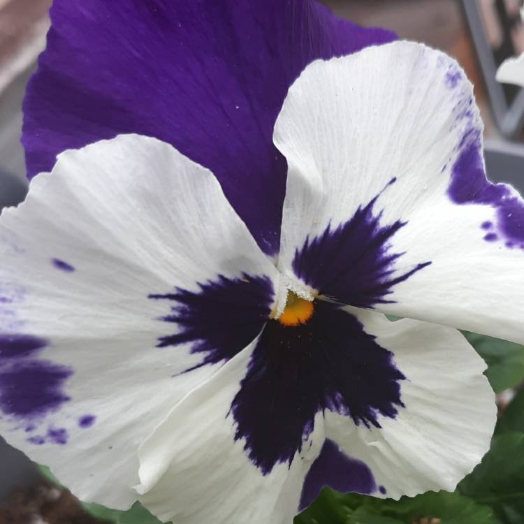 Plant image Viola Cornuta sorbet XP 'White Blotch'