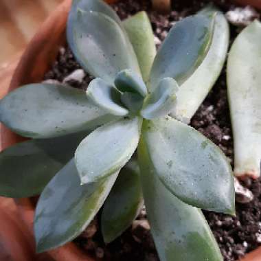 Pachyveria Glauca Hybrid 'Blue Quartz'