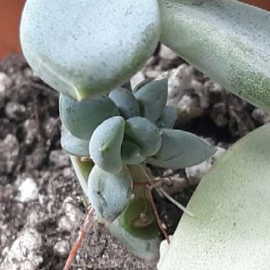 Pachyveria Glauca Hybrid 'Blue Quartz'