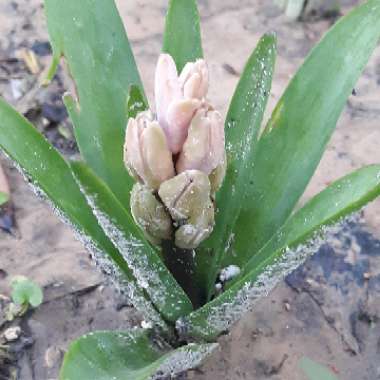 Hyacinthus orientalis 'Fondant'