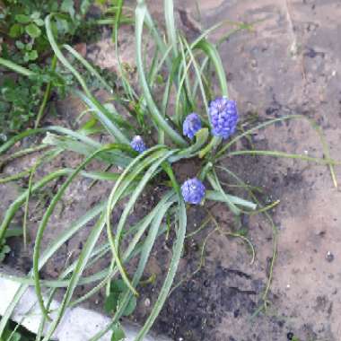 Pseudomuscari azureum syn. Muscari Azureum