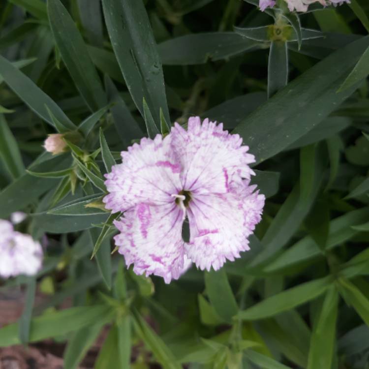 Plant image Dianthus chinensis