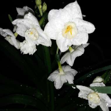 Narcissus papyraceus syn. Narcissus 'Paper White'