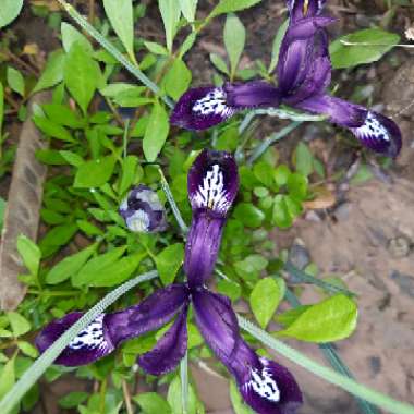 Iris 'Pauline' syn. Iris reticulata 'Pauline'