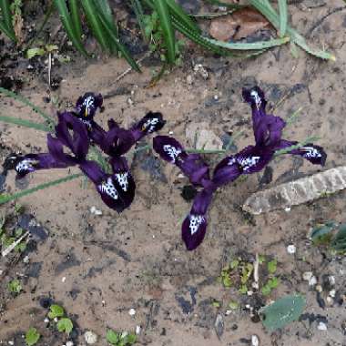 Iris 'Pauline' syn. Iris reticulata 'Pauline'