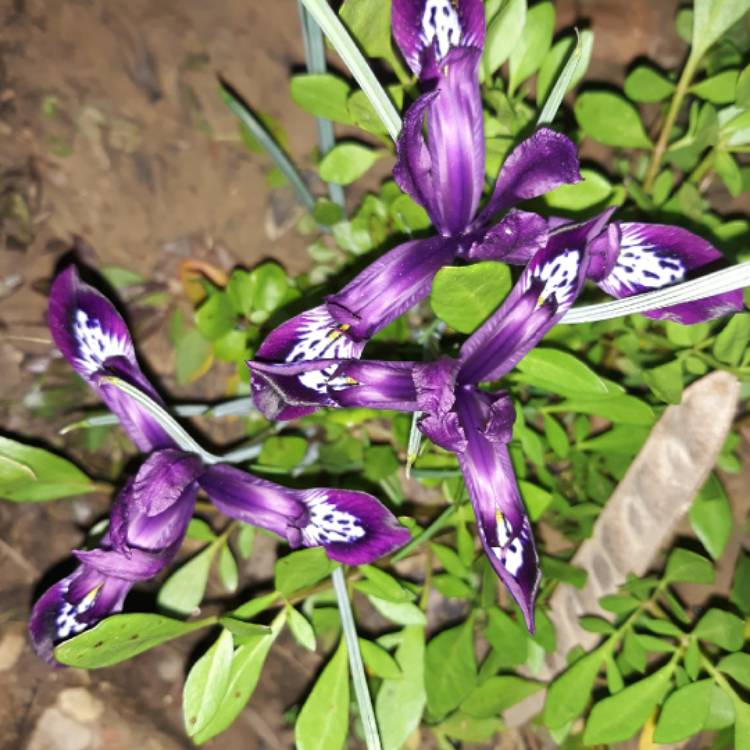 Plant image Iris 'Pauline' syn. Iris reticulata 'Pauline'