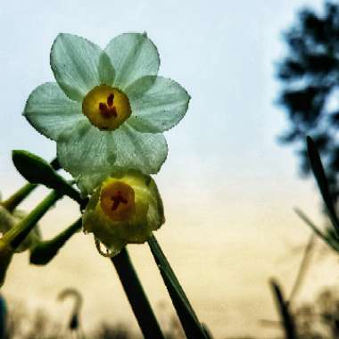 Narcissus 'Avalanche'