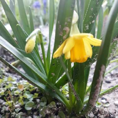 Narcissus 'Tête-à-Tête'