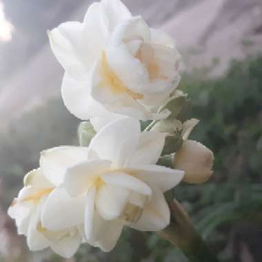 Narcissus 'Erlicheer' syn. Narcissus 'Gaiety'