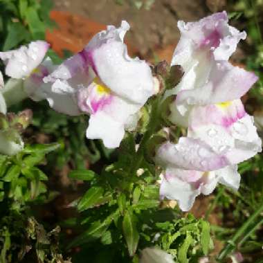 Antirrhinum majus 'Floral Showers Mix' (Floral Showers Series)