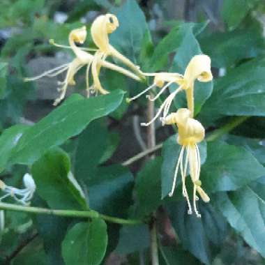 Lonicera periclymenum