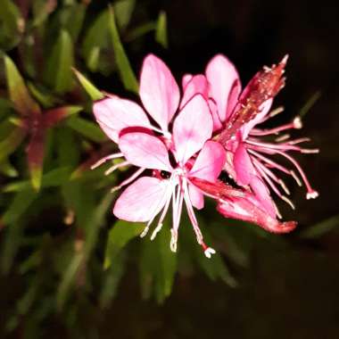 Oenothera lindheimeri 'Passionate Pink' syn. Gaura lindheimeri 'Passionate Pink'